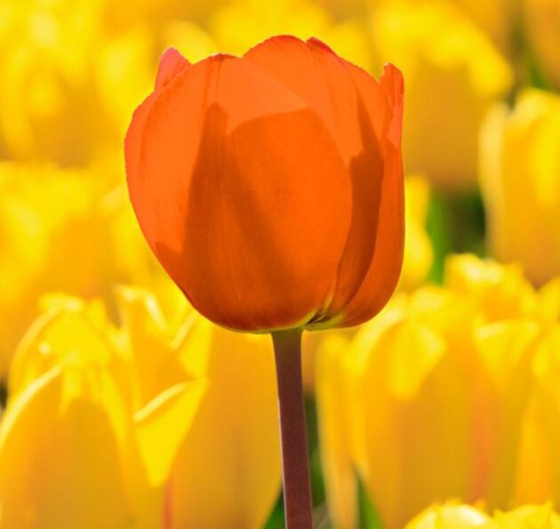 Oranje Tulp e1748523633651